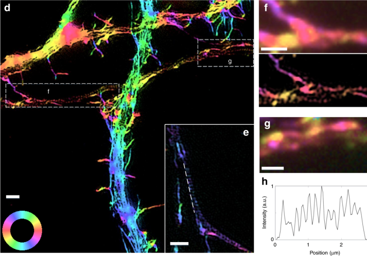 通過偏振光結構光顯微鏡對熒光偶極子進行超分辨率成像的研究