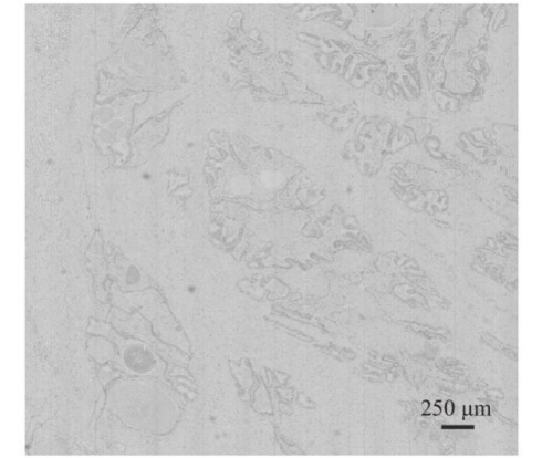鑫圖sCMOS相機(jī) | 全自動(dòng)推掃式高光譜顯微成像系統(tǒng)設(shè)計(jì)與研究